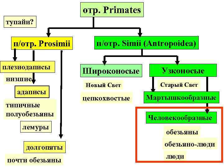 отр. Primates тупайи? п/отр. Prosimii плезиодаписы низшие адаписы типичные полуобезьяны лемуры долгопяты почти обезьяны