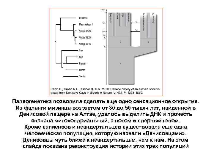 Палеогенетика позволила сделать еще одно сенсационное открытие. Из фаланги мизинца возрастом от 30 до