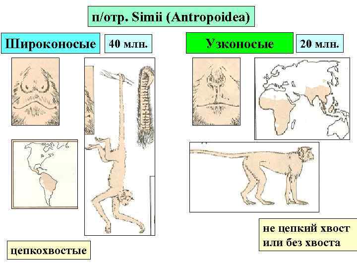 п/отр. Simii (Antropoidea) Широконосые 40 млн. цепкохвостые Узконосые 20 млн. не цепкий хвост или