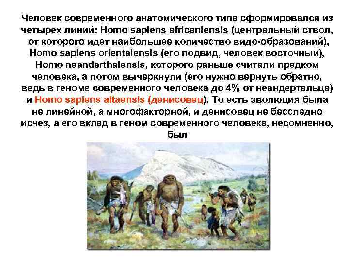 Человек современного анатомического типа сформировался из четырех линий: Homo sapiens africaniensis (центральный ствол, от