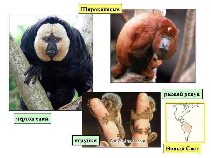 Широконосые рыжий ревун чертов саки игрунки Новый Свет 