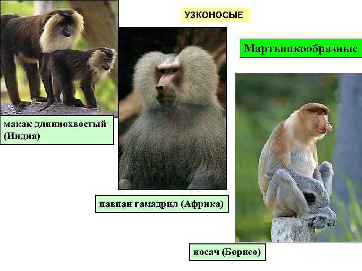 УЗКОНОСЫЕ Мартышкообразные макак длиннохвостый (Индия) павиан гамадрил (Африка) носач (Борнео) 
