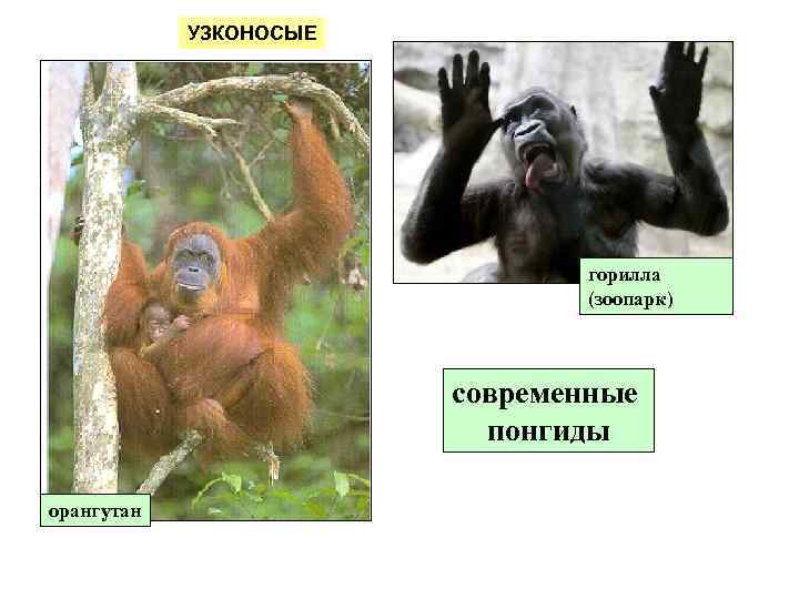 УЗКОНОСЫЕ горилла (зоопарк) современные понгиды орангутан 
