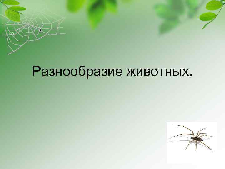 Разнообразие животных. 