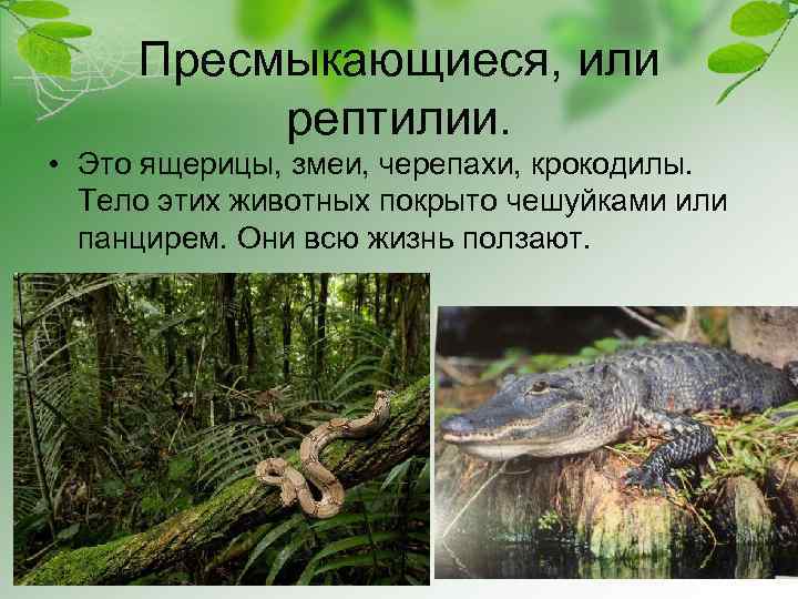 Пресмыкающиеся, или рептилии. • Это ящерицы, змеи, черепахи, крокодилы. Тело этих животных покрыто чешуйками