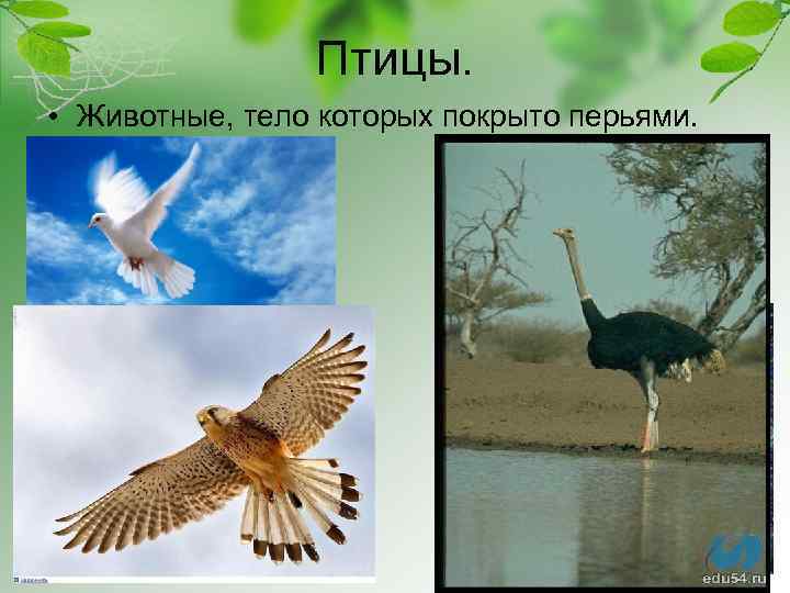 Птицы. • Животные, тело которых покрыто перьями. 