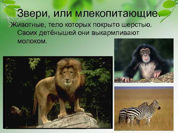 Звери, или млекопитающие. Животные, тело которых покрыто шерстью. Своих детёнышей они выкармливают молоком. 