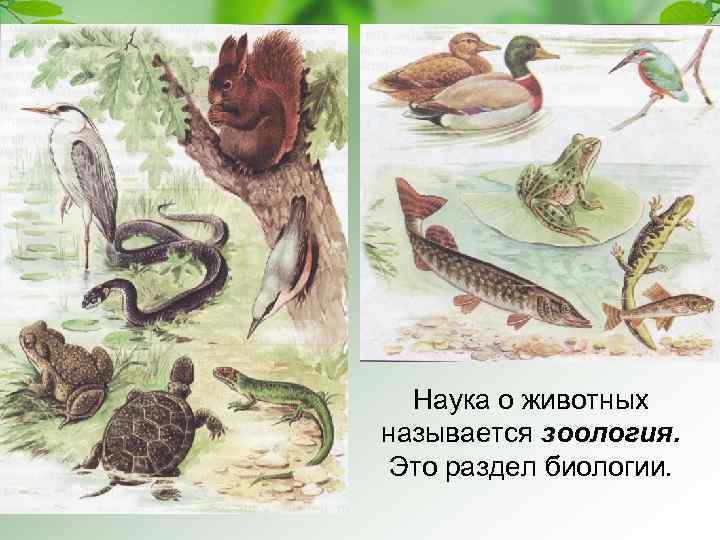 Наука о животных называется зоология. Это раздел биологии. 