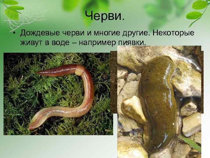 Черви. • Дождевые черви и многие другие. Некоторые живут в воде – например пиявки.