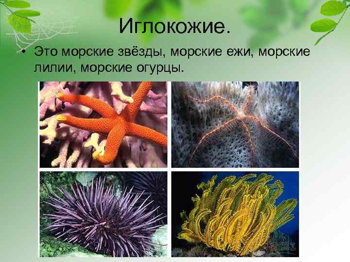 Иглокожие. • Это морские звёзды, морские ежи, морские лилии, морские огурцы. 
