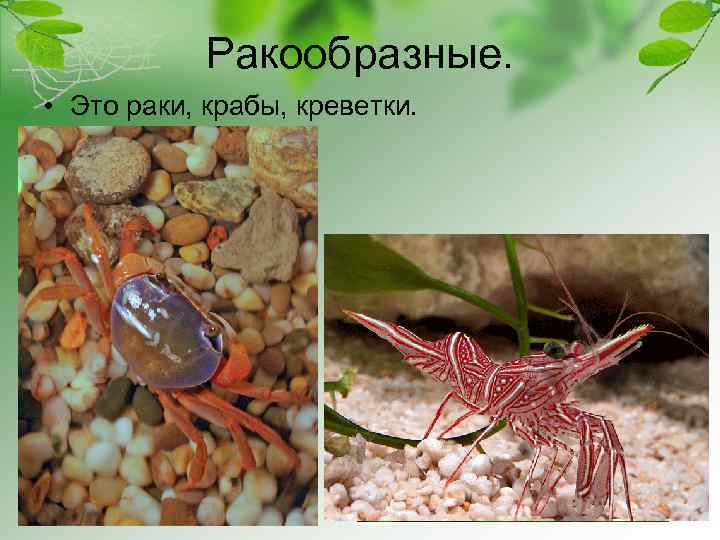 Ракообразные. • Это раки, крабы, креветки. 