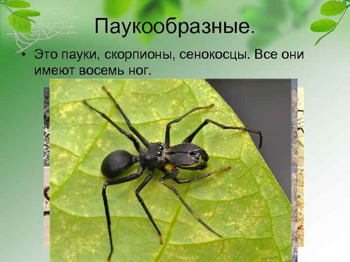 Паукообразные. • Это пауки, скорпионы, сенокосцы. Все они имеют восемь ног. 