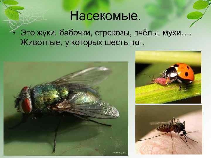 Насекомые. • Это жуки, бабочки, стрекозы, пчёлы, мухи…. Животные, у которых шесть ног. 