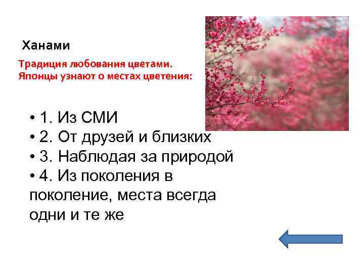 Ханами Традиция любования цветами. Японцы узнают о местах цветения: • 1. Из СМИ •