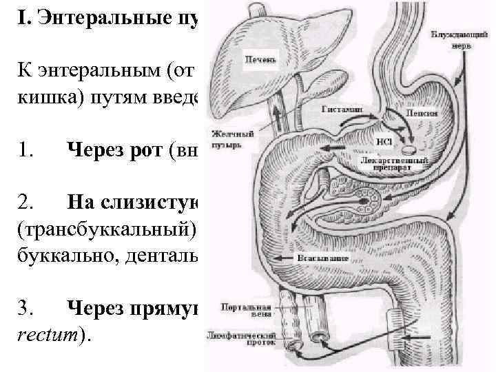 I. Энтеральные пути введения К энтеральным (от греч. ento – внутри и enteron –