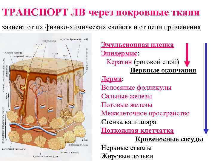 ТРАНСПОРТ ЛВ через покровные ткани зависит от их физико-химических свойств и от цели применения