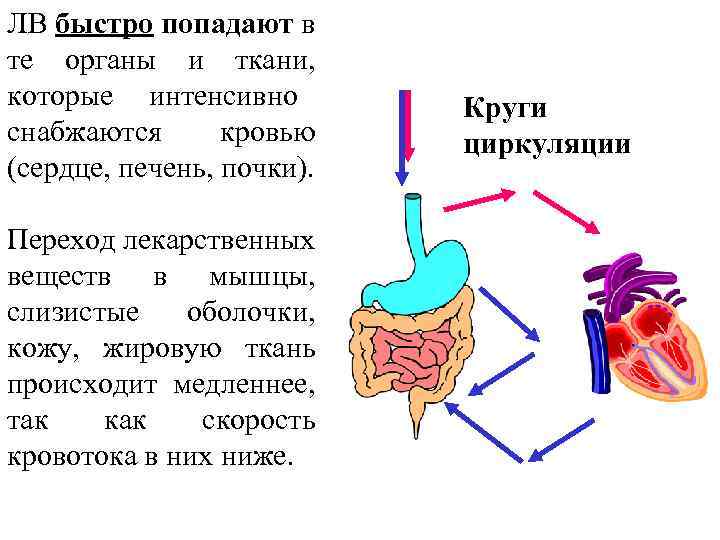 ЛВ быстро попадают в те органы и ткани, которые интенсивно Круги снабжаются кровью циркуляции