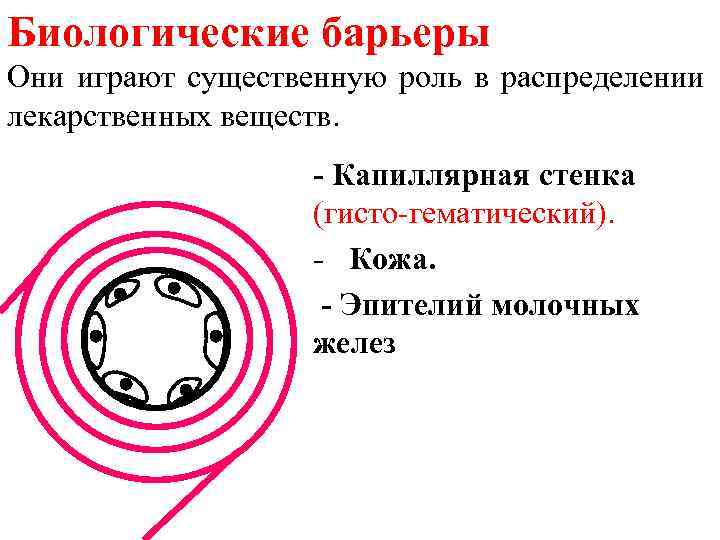 Биологические барьеры Они играют существенную роль в распределении лекарственных веществ. - Капиллярная стенка (гисто-гематический).