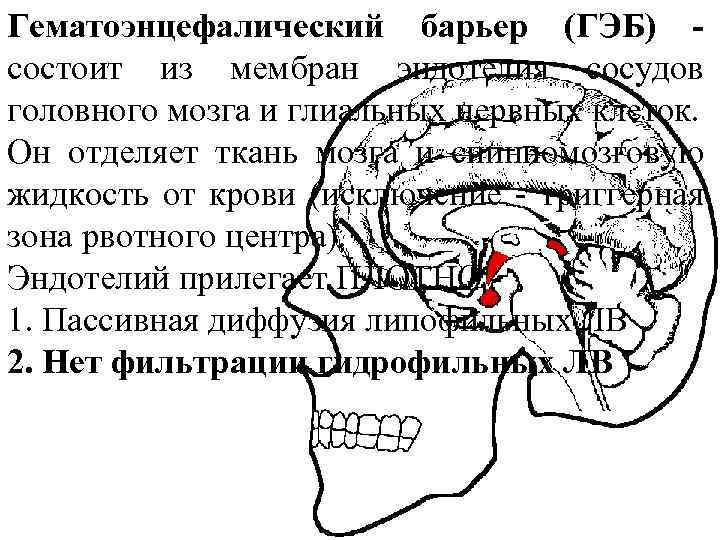 Гематоэнцефалический барьер (ГЭБ) - состоит из мембран эндотелия сосудов головного мозга и глиальных нервных