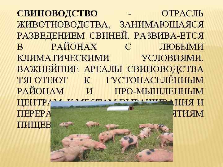 СВИНОВОДСТВО - ОТРАСЛЬ ЖИВОТНОВОДСТВА, ЗАНИМАЮЩАЯСЯ РАЗВЕДЕНИЕМ СВИНЕЙ. РАЗВИВА-ЕТСЯ В РАЙОНАХ С ЛЮБЫМИ КЛИМАТИЧЕСКИМИ УСЛОВИЯМИ.