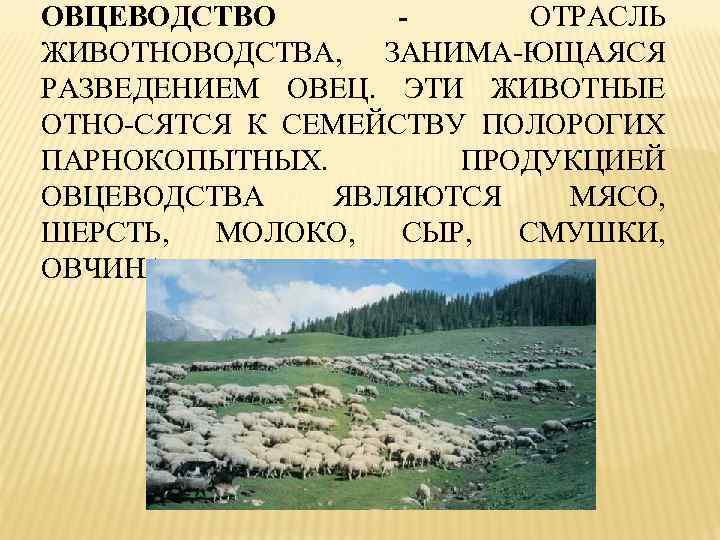 ОВЦЕВОДСТВО ОТРАСЛЬ ЖИВОТНОВОДСТВА, ЗАНИМА-ЮЩАЯСЯ РАЗВЕДЕНИЕМ ОВЕЦ. ЭТИ ЖИВОТНЫЕ ОТНО-СЯТСЯ К СЕМЕЙСТВУ ПОЛОРОГИХ ПАРНОКОПЫТНЫХ. ПРОДУКЦИЕЙ