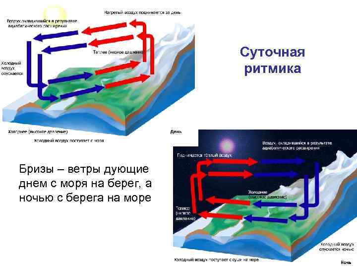 Суточная ритмика Бризы – ветры дующие днем с моря на берег, а ночью с