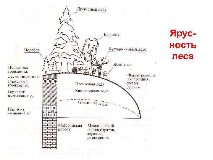 Ярусность леса 