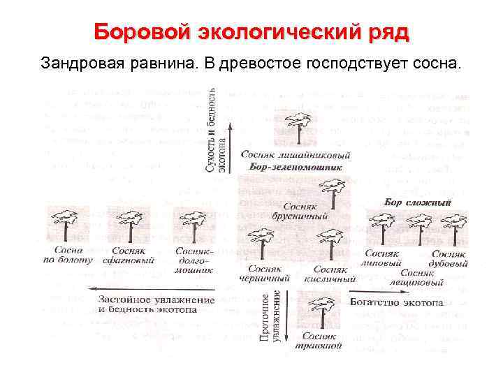 Боровой экологический ряд Зандровая равнина. В древостое господствует сосна. 