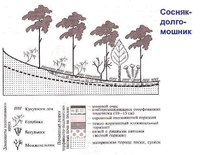 Соснякдолгомошник 