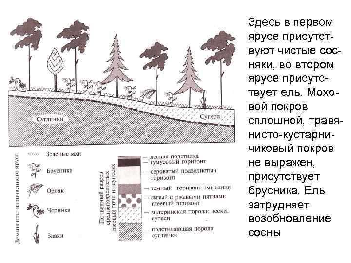 Схема алешкинского леса