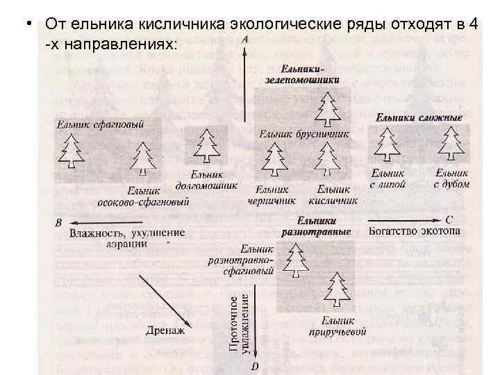  • От ельника кисличника экологические ряды отходят в 4 -х направлениях: 