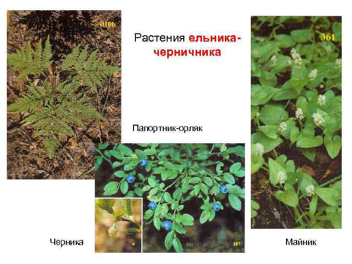Растения ельникачерничника Папортник-орляк Черника Майник 