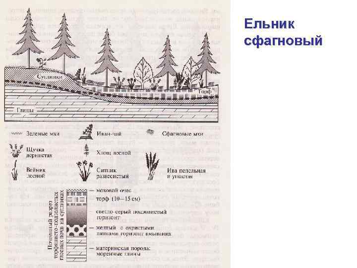 Схема алешкинского леса