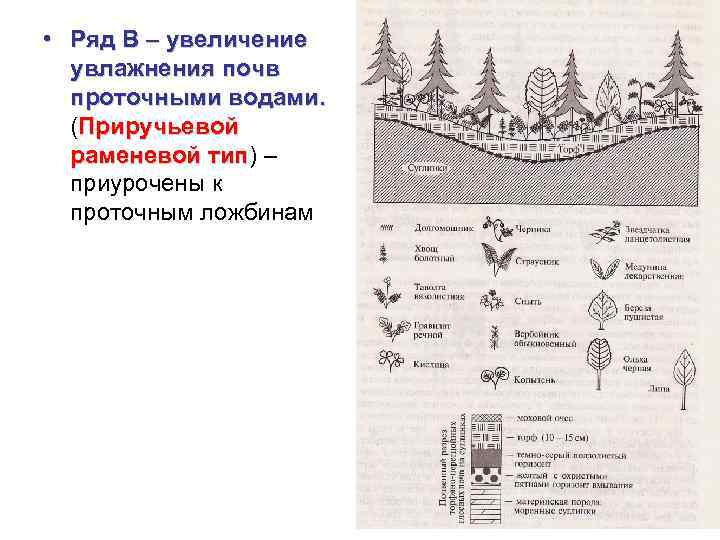  • Ряд В – увеличение увлажнения почв проточными водами. (Приручьевой раменевой тип) –