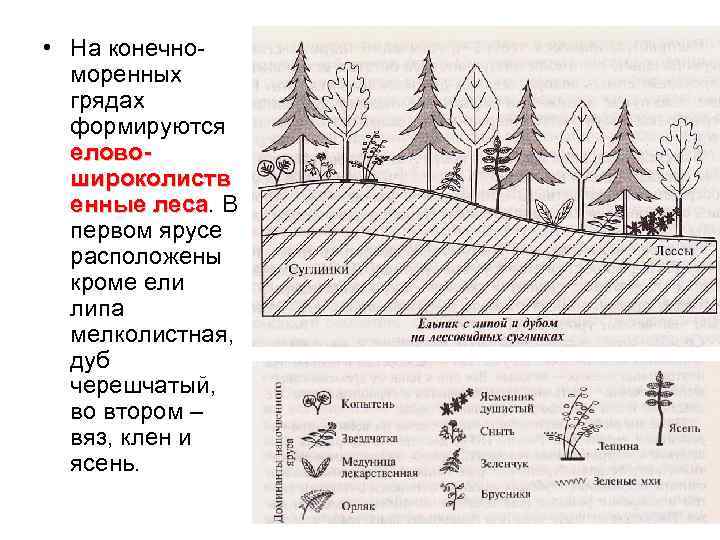 Карту конечно. Моренные гряды схема. Конечно-моренные гряды. Моренная гряда схема. Рельеф конечно-моренных гряд.