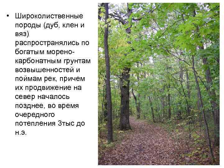 Широколиственные леса 4 класс окружающий мир. Широколиственные леса породы. Широколиственные леса заповедники. Заповедники в зоне широколиственных лесов. Широколиственные леса внутренние воды.