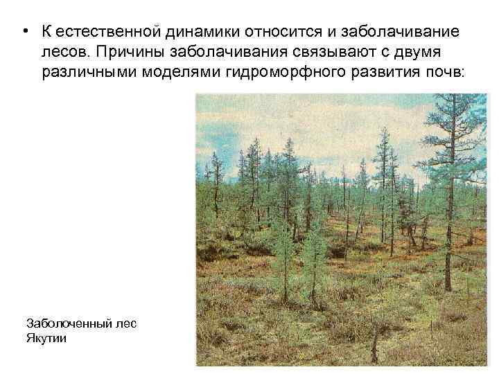  • К естественной динамики относится и заболачивание лесов. Причины заболачивания связывают с двумя