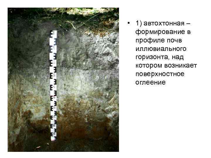  • 1) автохтонная – формирование в профиле почв иллювиального горизонта, над котором возникает