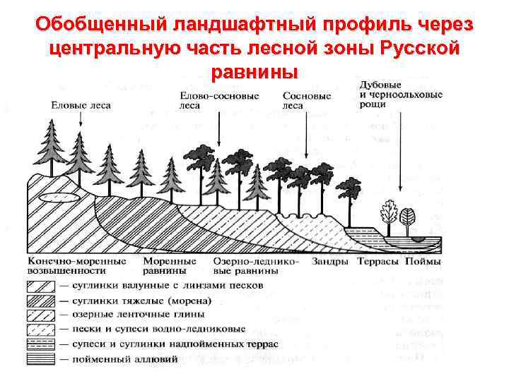 Обобщенный ландшафтный профиль через центральную часть лесной зоны Русской равнины 