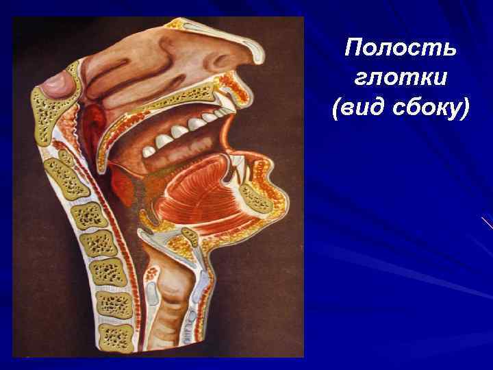Полость глотки (вид сбоку) 