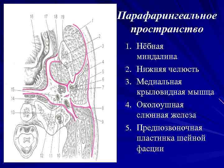 Миндалины анатомия. Парафарингеальное клетчаточное пространство. Рарафпренгиалтное пространство. Границы парафарингеального пространства. Строение небной миндалины.