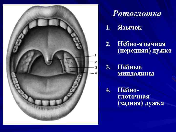 Строение ротоглотки