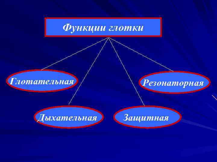 Функции глотки Глотательная Дыхательная Резонаторная Защитная 