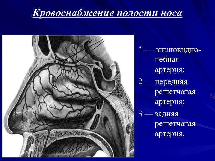 Кровоснабжение носа презентация