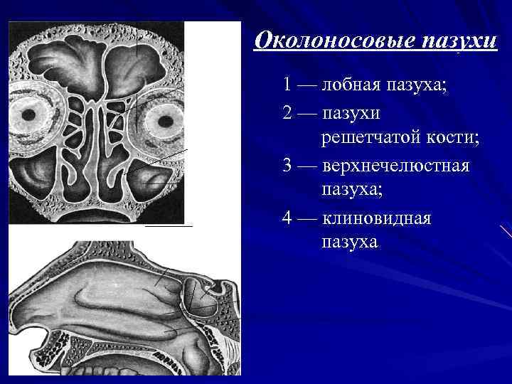 Лабиринт решетчатой кости. Решетчатый Лабиринт анатомия. Решетчатый Лабиринт решетчатой кости. Пазухи решетчатой кости. Околоносовые пазухи.