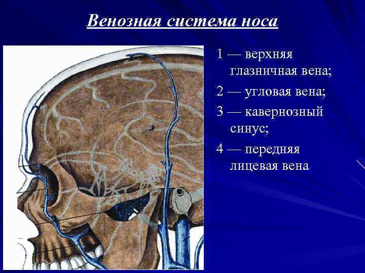 Передние синусы