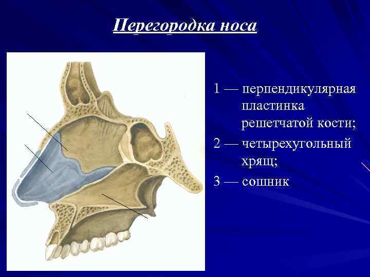 Стенки носа. Решетчатая кость перпендикулярная пластинка. Решетчатая кость и сошник. Перпендикулярная пластинка решетчатой кости. Хрящ перегородки носа анатомия.