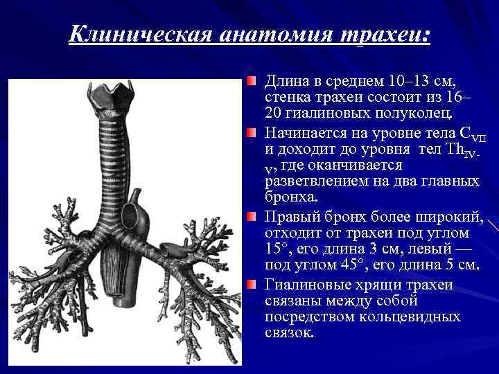 Стенка трахеи состоит из. Анатомия и физиология трахеи. Трахея анатомия. Боковые стенки трахеи. Основы клинической анатомии трахеи.