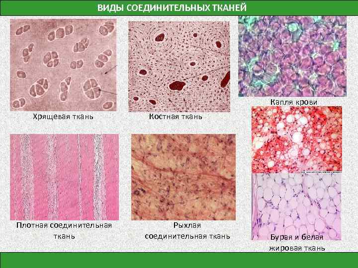 Типы соединительной ткани