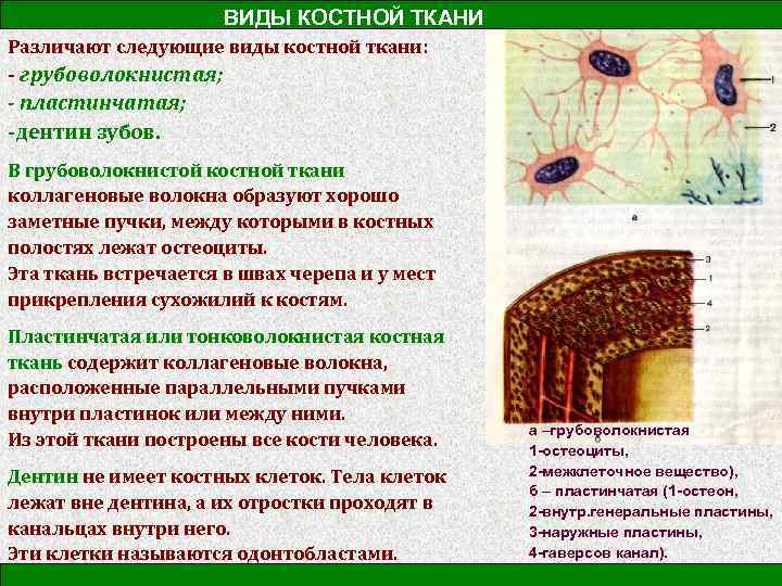 Какие виды костной ткани